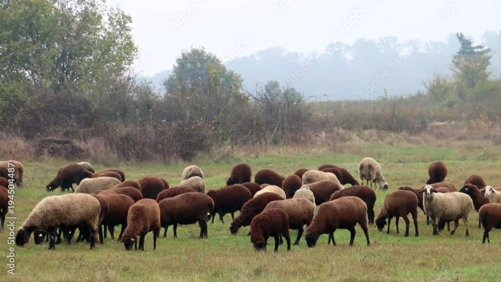 Sheep Herd Graze In The Meadow In Foggy Day Sheep Herd Graze In The Meadow In Foggy Day