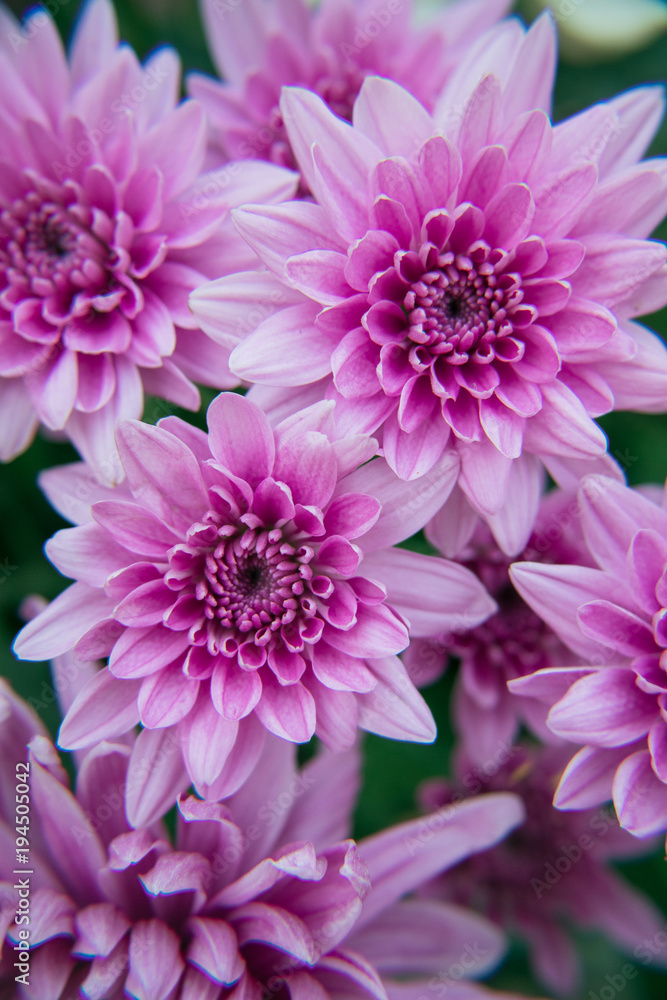 Group Purple Flowers Group Purple Flowers