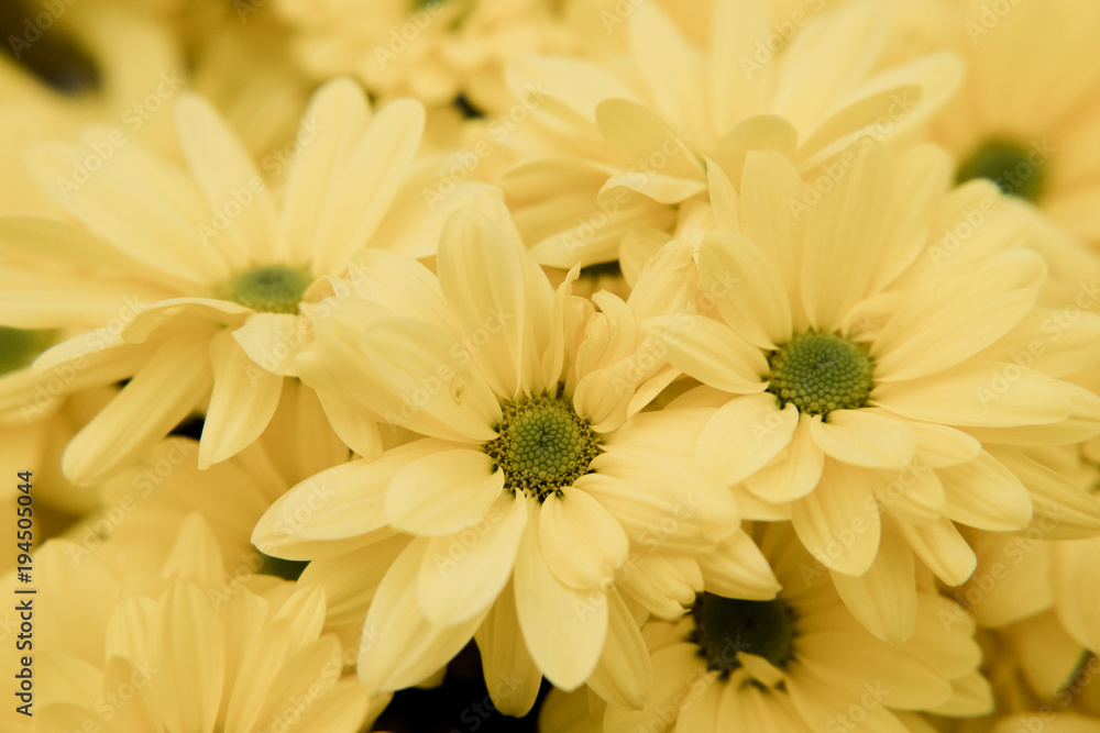 Fototapeta premium Yellow Daisies