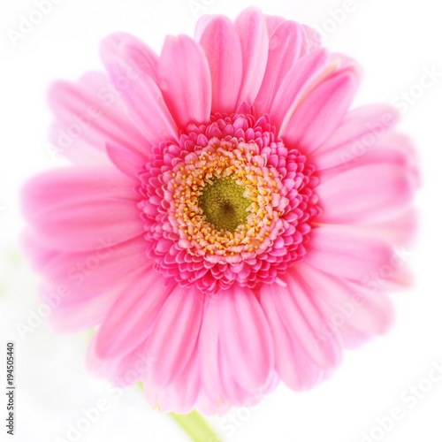 Elegance pink gerbera daisy with copy space