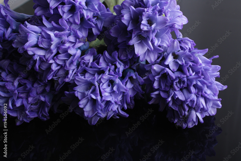 hyacinth blue flowers on a black background