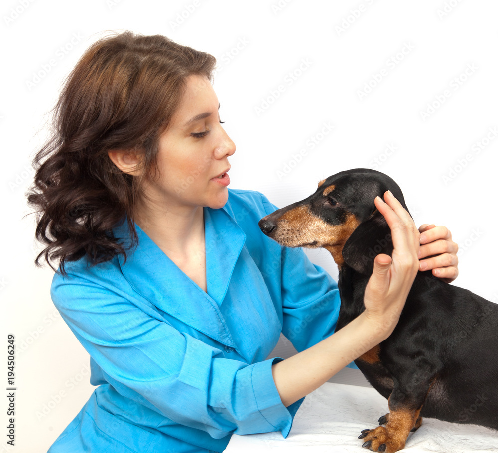 dachshund dog examination by a veterinary doctor