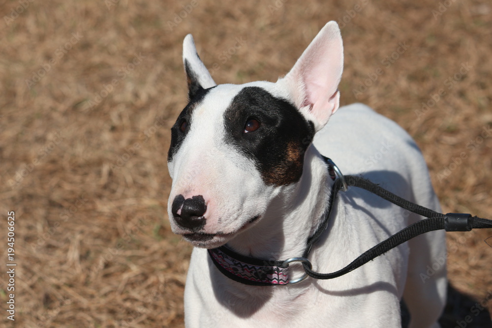 Portrait of a Bull Terrier / Dog Show 