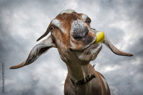 Photo Funny brown goat chew yellow apple and smiling