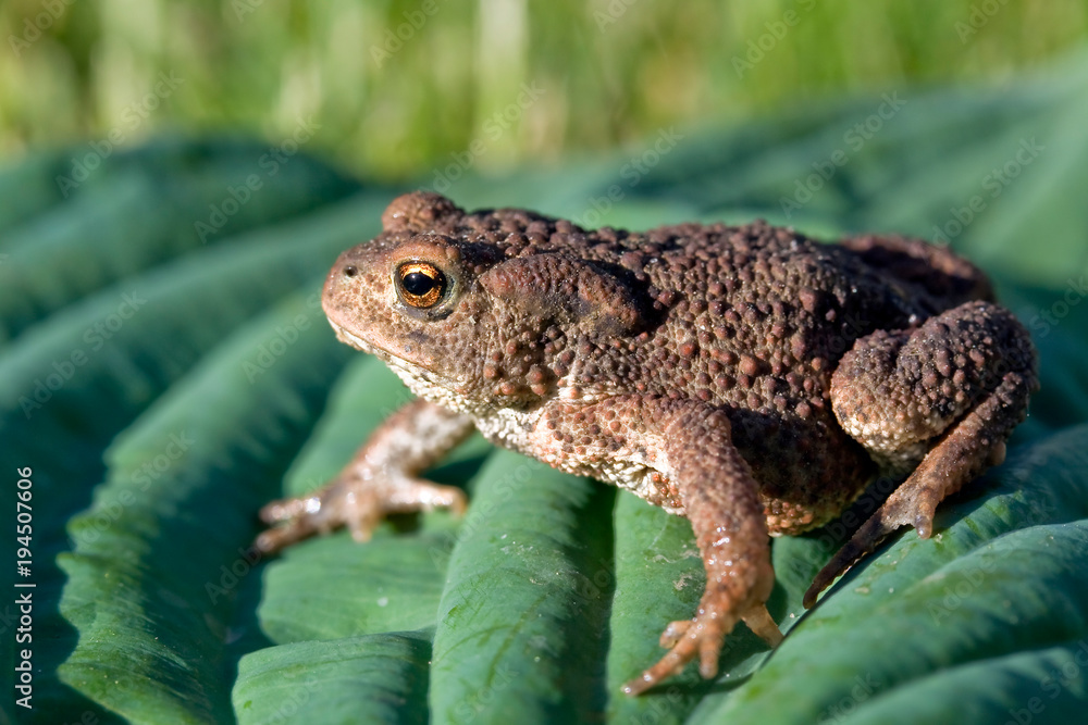 Toad (Bufo bufo) on the green soft leaf Toad (Bufo bufo) on the green soft leaf