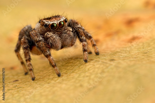 Jumping spider on the yellow autumn leaf 