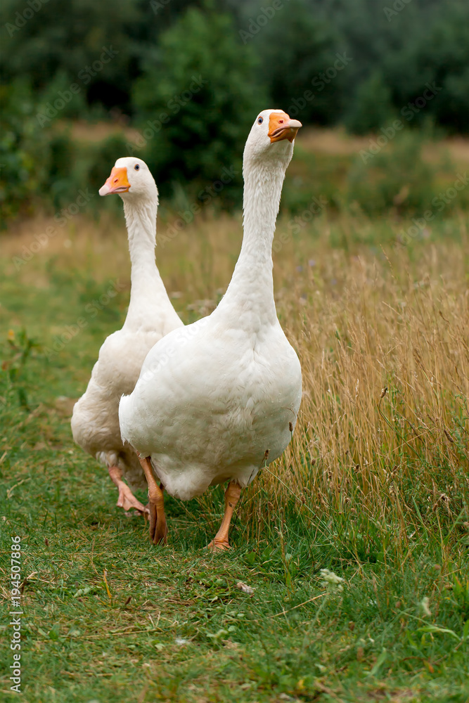 A pair of white geese walking in the meadow A pair of white geese walking in the meadow