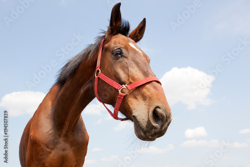 Horse portrait on the blue sky background © Linas T