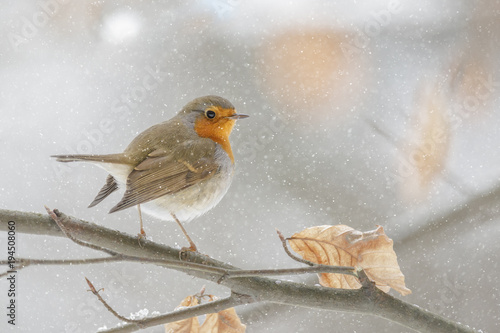 Photo Winter robin in a beech tree