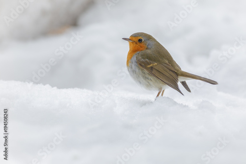 Simply a robin in snow © Natureimmortal