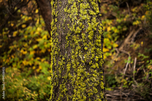 Fototapeta Naklejka Na Ścianę i Meble -  Moss-covered tree in an old forest