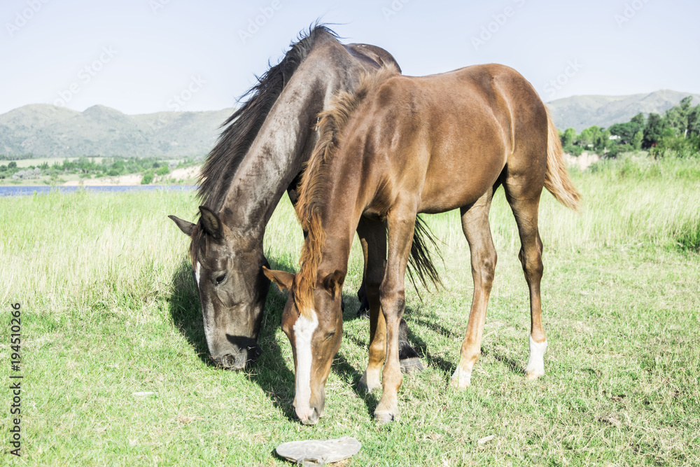 Fototapeta premium Caballos libres en dique Los Molinos -cordoba - Argentina