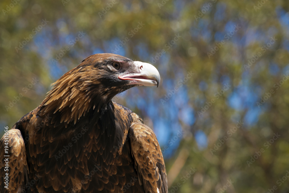 Fototapeta premium wedge tailed eagle
