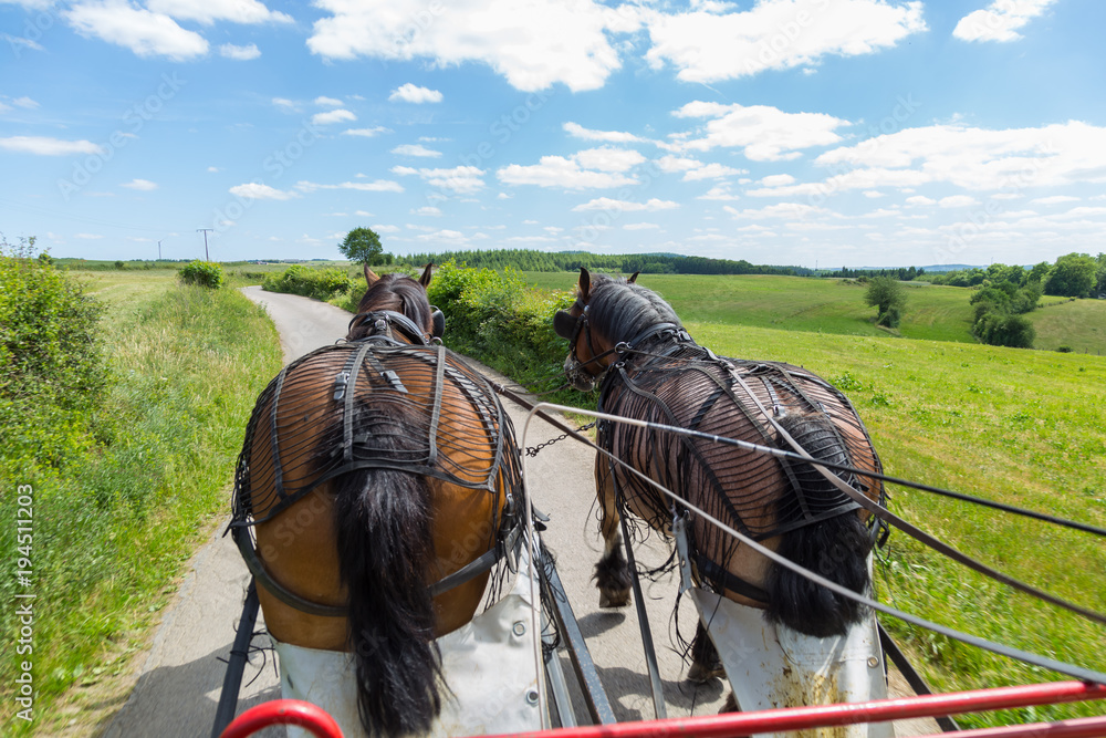 Back view of two Ardennais horses pulling a cart wagon with blue sky in a farm originating from the Ardennes area in Belgium, Luxembourg and France
