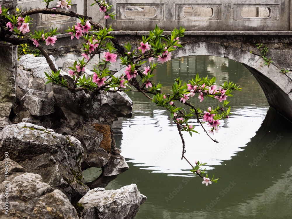 Cherry blossoms in classical Chinese garden with pond and bridge