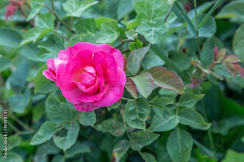 Rose flower isolated with green leaves on the background