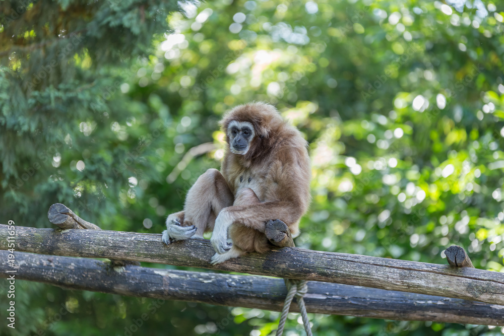 Gibon sitting on a wood lader looking around - endangered, cute, agile furry wild primate, Gibon sitting on a wood lader looking around - endangered, cute, agile furry wild primate,