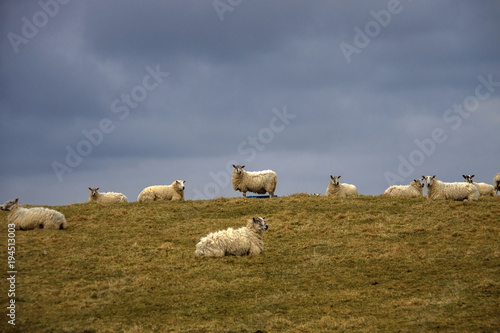 Grazing sheep on the field. Aberdeenshire  Scotland  United Kingdom. February 2018.