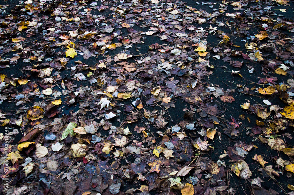 leafs all on the pavement