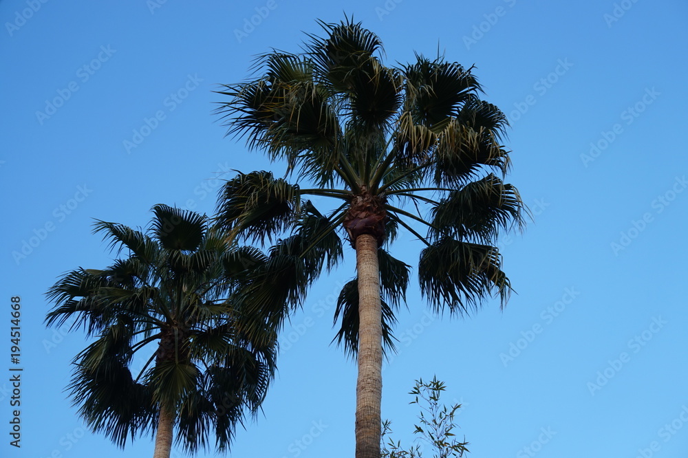 Fototapeta premium California Palm Trees