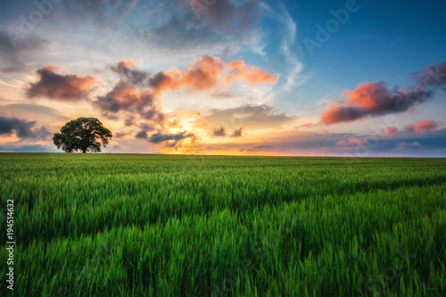 Tree in the field and sunset clouds in the sky
