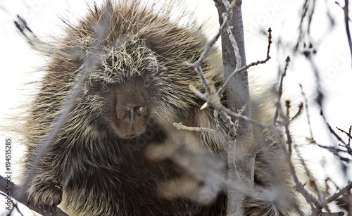 Porcupine in Tree