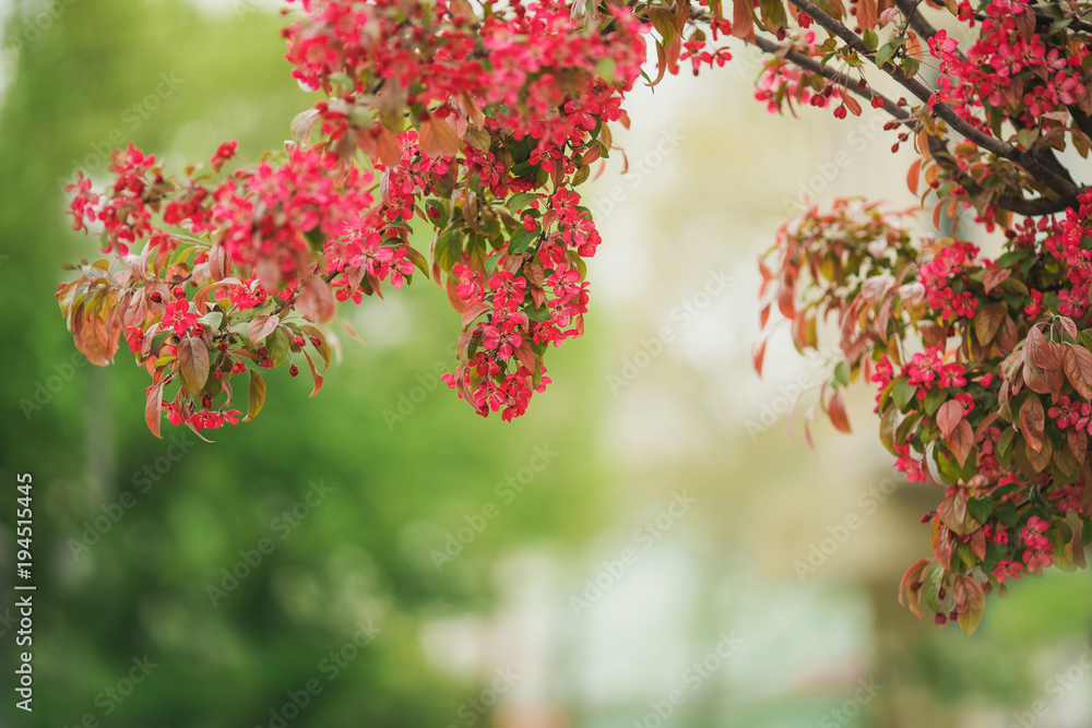 Flowers on the tree. Blossom tree Flowers on the tree. Blossom tree