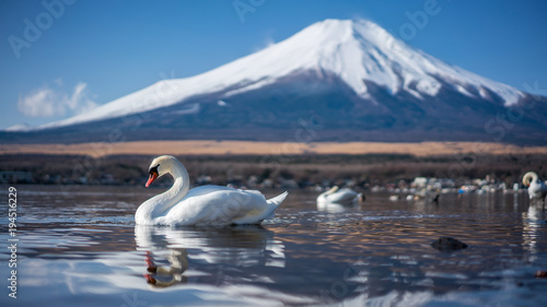 Swan In Yamanaka Lake And Fuji Mount Background