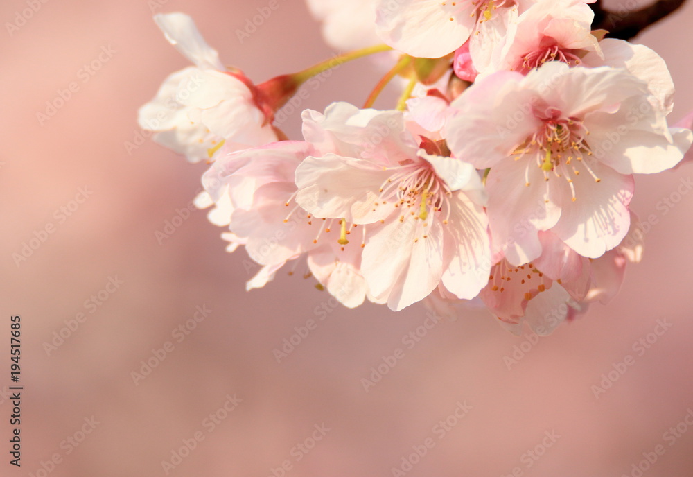 桜の花
