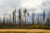 scorched forest, tall trees with charred trunks and bark, green grass and bushes