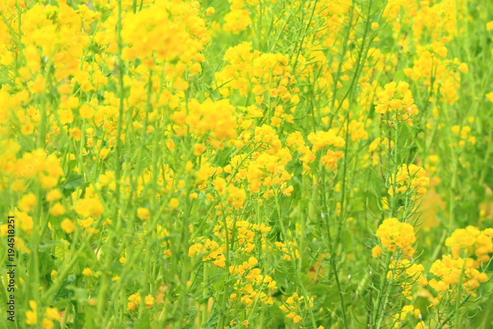 菜の花 菜の花