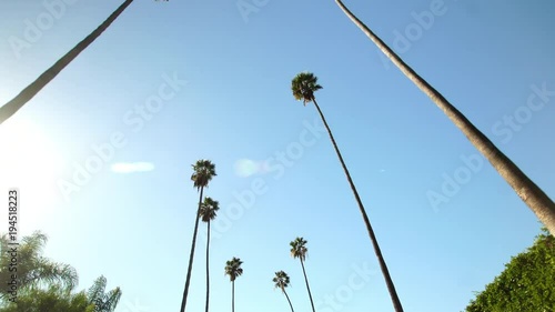 Driving under palm trees in Beverly Hills, California