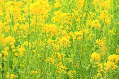 Obraz na płótnie 菜の花 w salonie