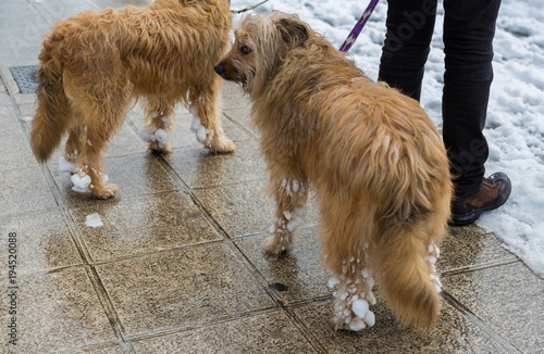 Dogs full of snowballs and shivering from cold photo