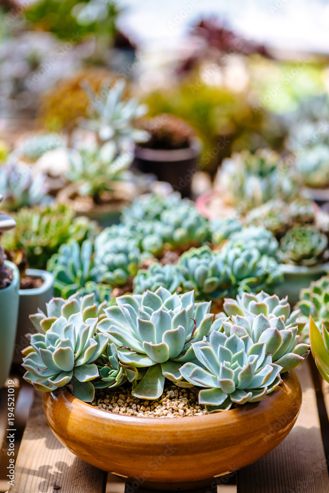 Close up of succulent plants Close up of succulent plants