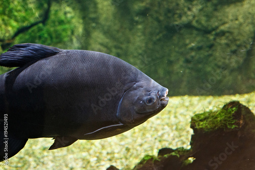 Big black fish behind the dusty glass in the oceanarium.