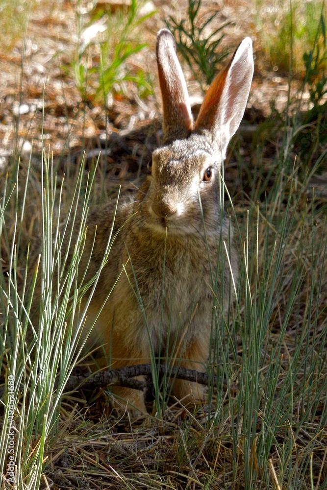 Rabbit Guard Rabbit Guard