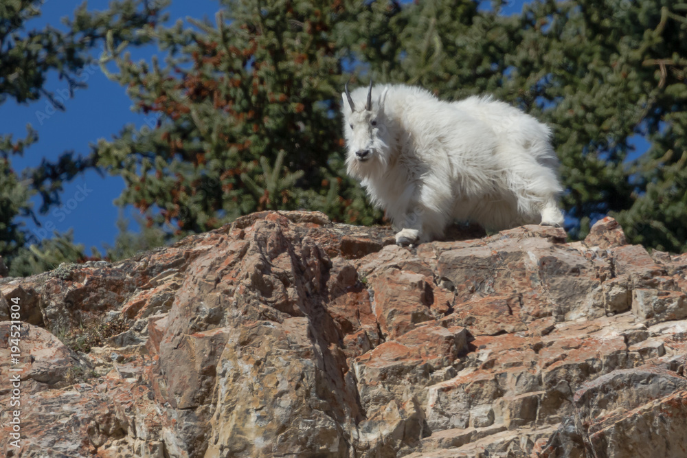 Fototapeta premium Mountain Goat