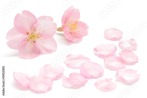 桜 花びら 春 背景