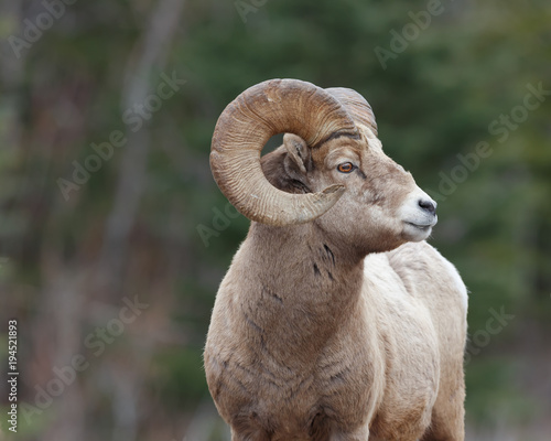 Mature mountain sheep ram from side with forrest background