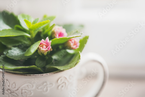 Blooming pink kalanchoe plant in a rustic white mug
