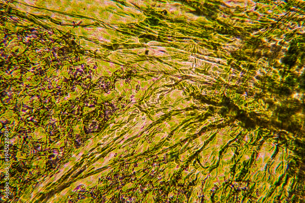 Fresh tiny leaf at the microscope
Fresh tiny leaf at the microscope