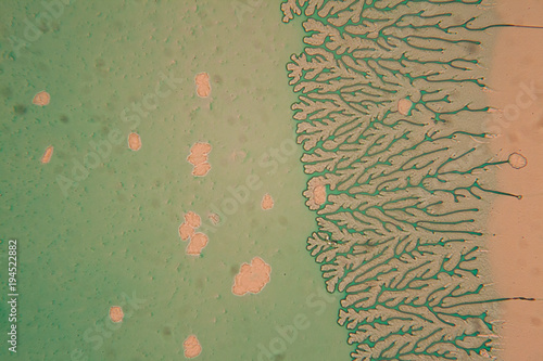 Human cells and dried colorful water at the microscope
