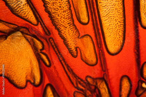 Bee wing at the microscope 
