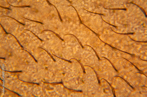 Bee wing at the microscope 