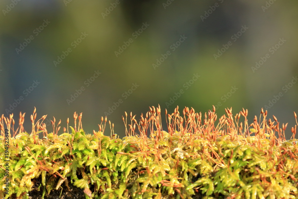 苔の花