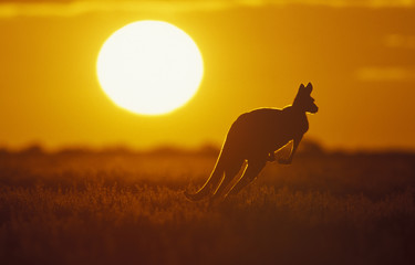 Wandcirkels Kangoeroe Kangoeroe bij zonsondergang Sturt National Park  © 169169