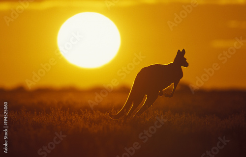 .Kangaroo in Sunset in Sturt National Park in the far west of NSW