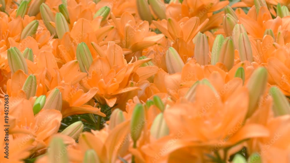Beautiful orange tulips in garden Beautiful orange tulips in garden