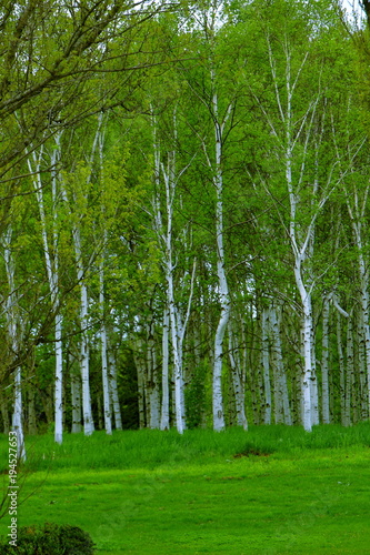 Park in Sapporo  scenery of spring birch forest